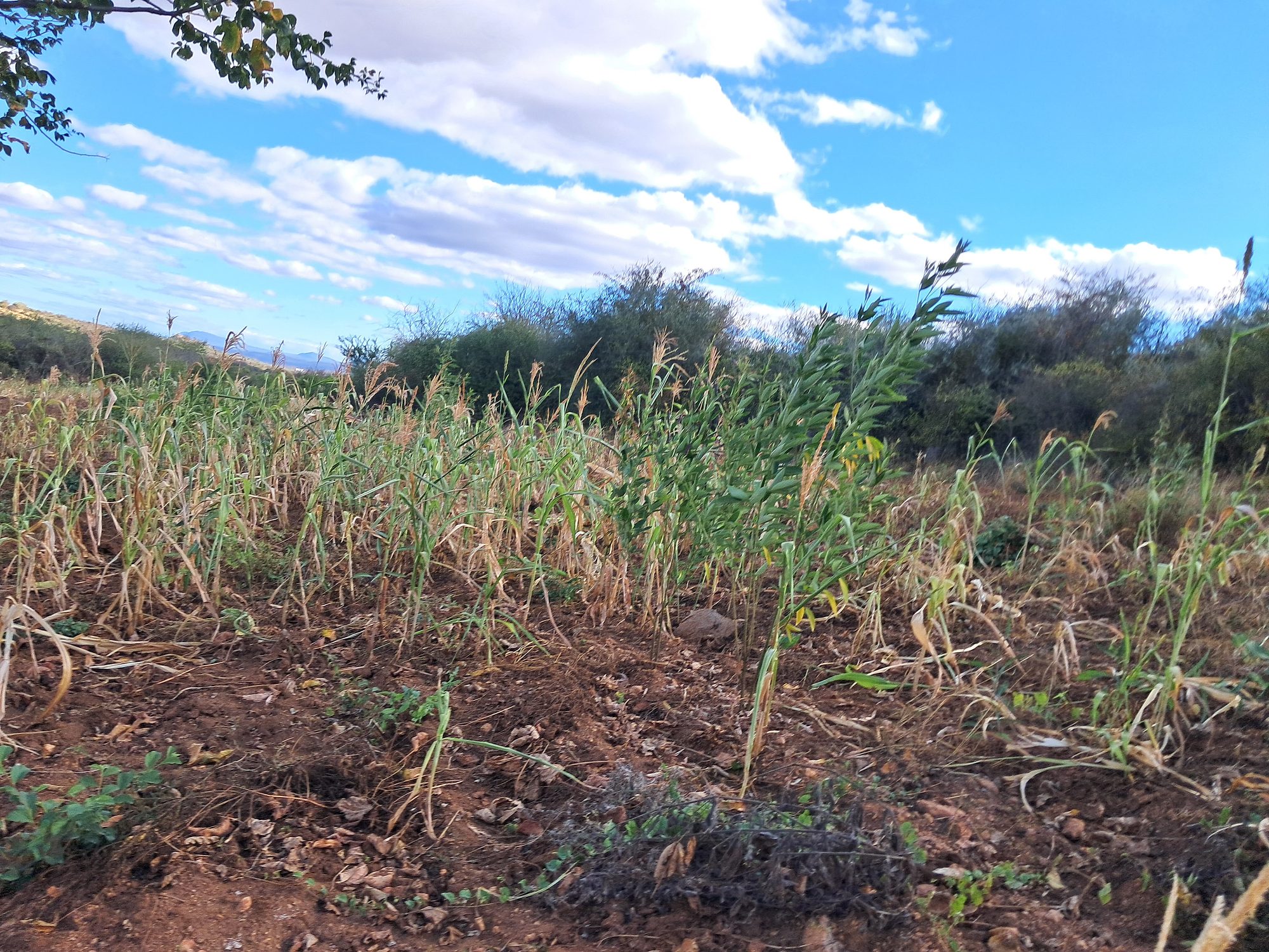 2 Acres Farmland at Mutuobare kiambere 