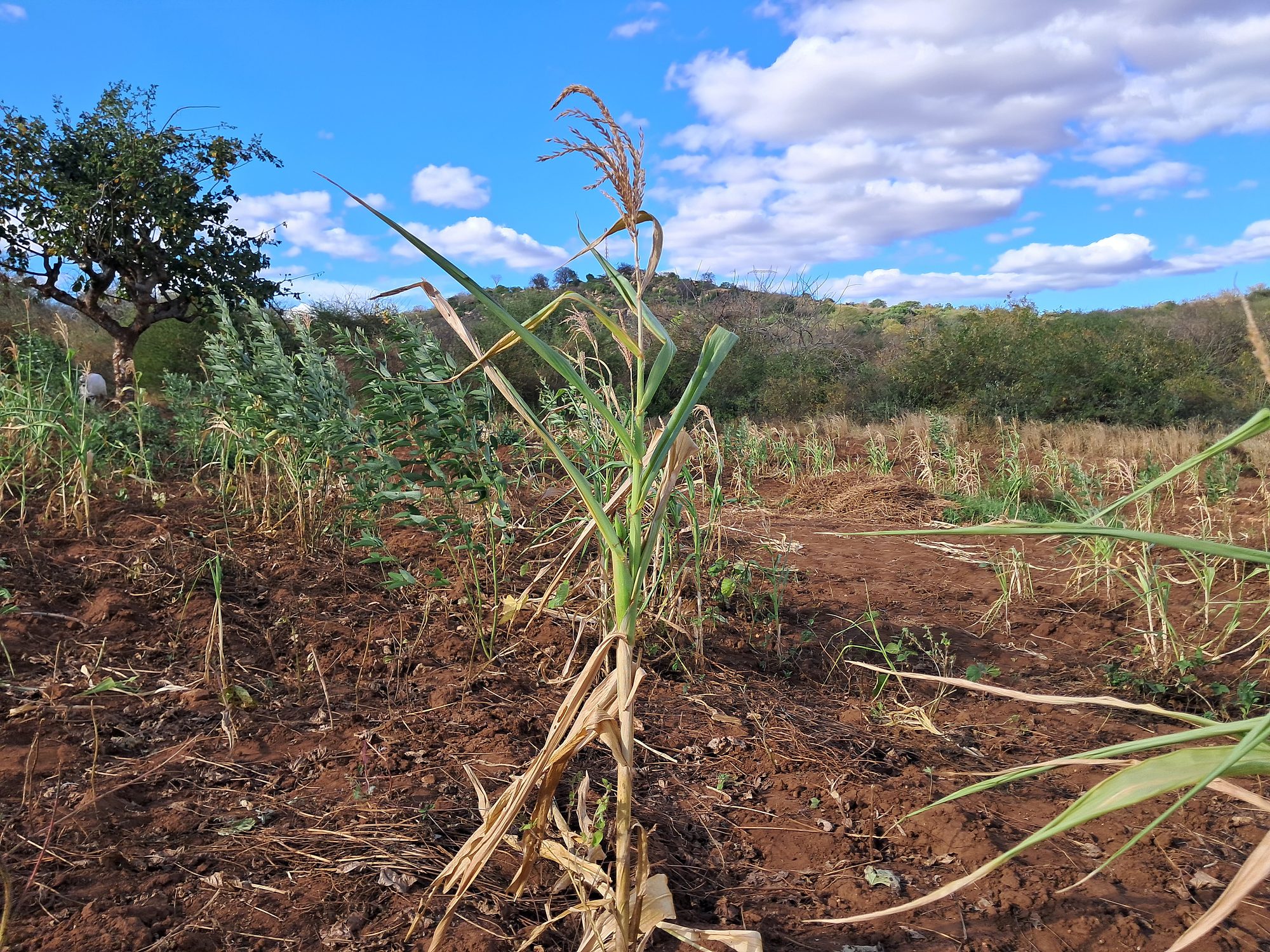 2 Acres Farmland at Mutuobare kiambere 