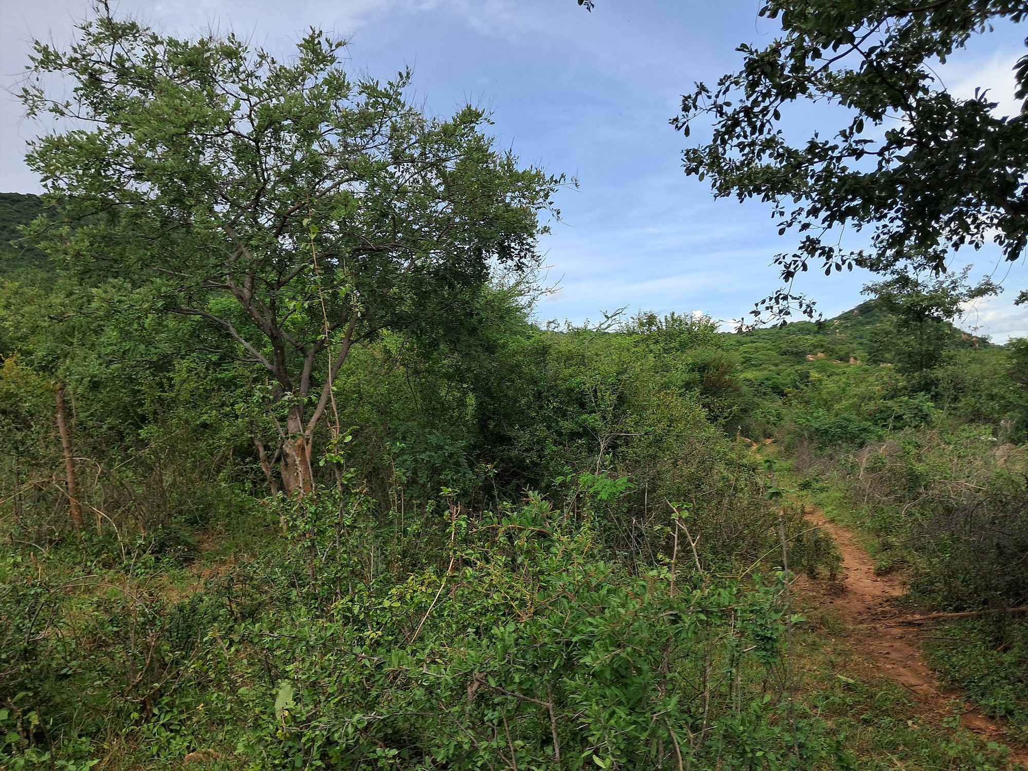 3 Acres Grazing land next to kiambere hill