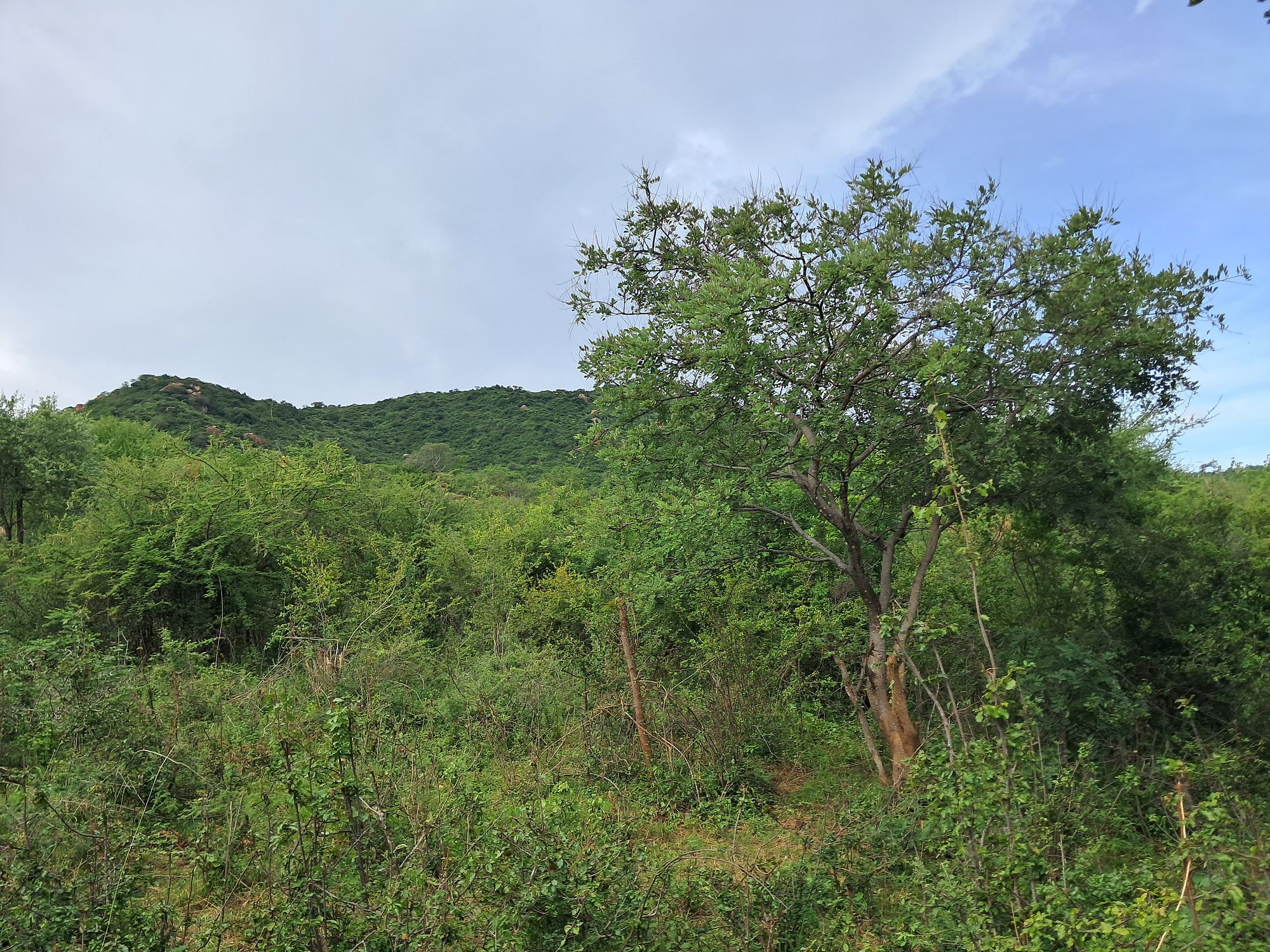 3 Acres Grazing land next to kiambere hill