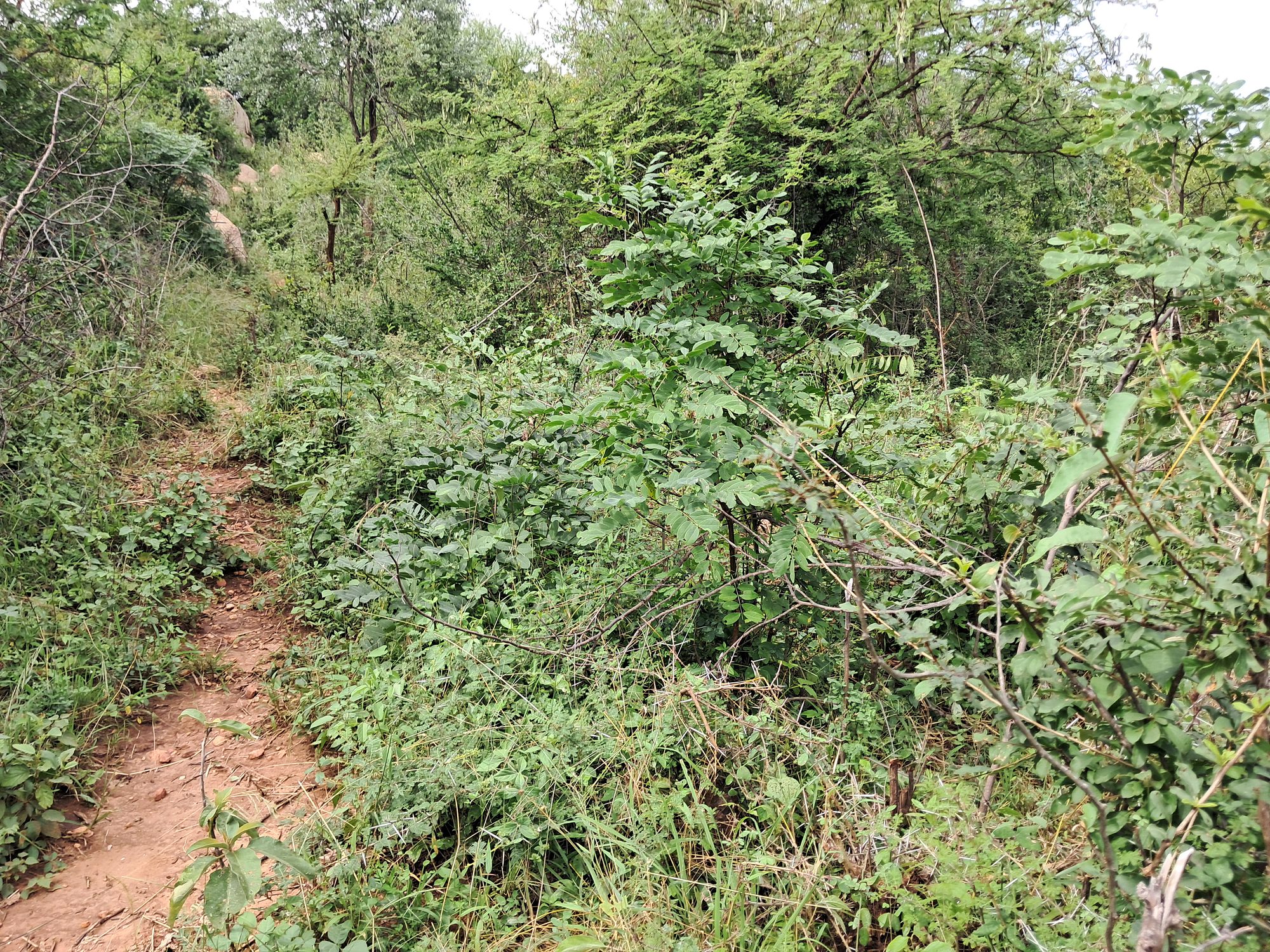 3 Acres Grazing land next to kiambere hill