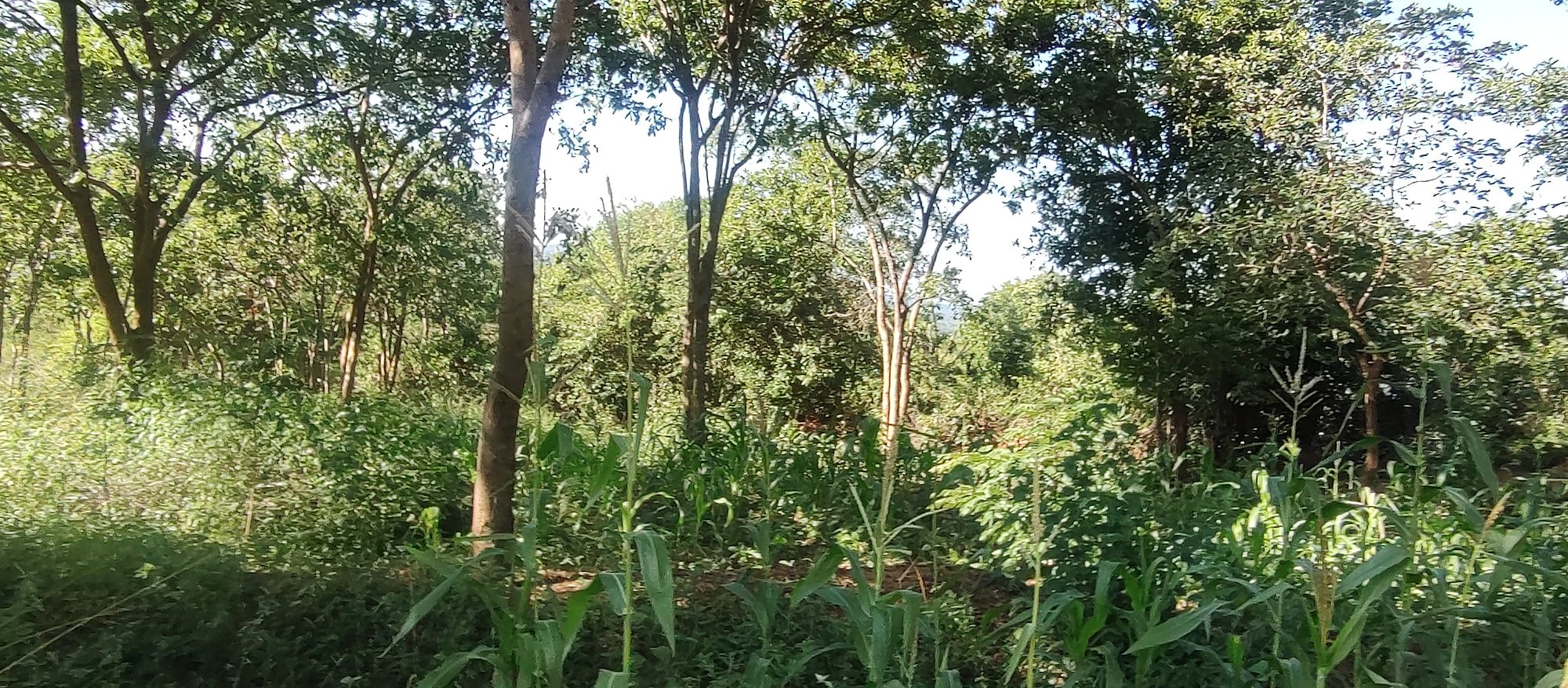 Embu  Kiritiri town 1.14 Acres with 3 bedrooms  bungalow and stores 