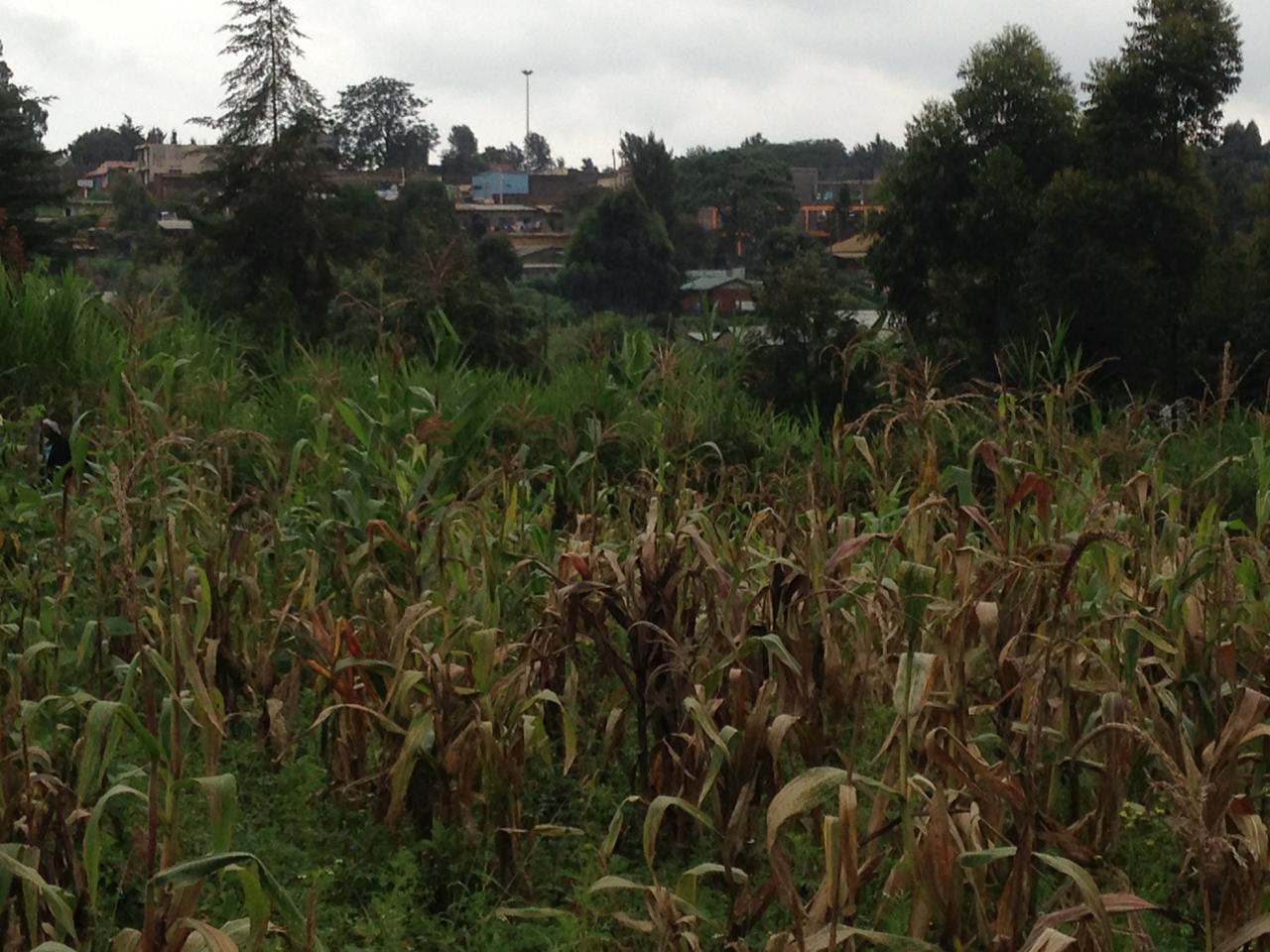 1/4 acre on sale in Thigio Limuru, Ndeiya